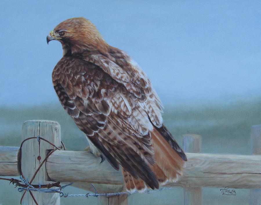 Kaisers Hawk Painting by Tammy Taylor