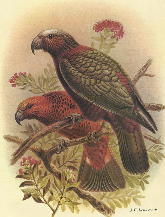 John James Audubon Painting - Kaka by Dreyer Wildlife Print Collections 