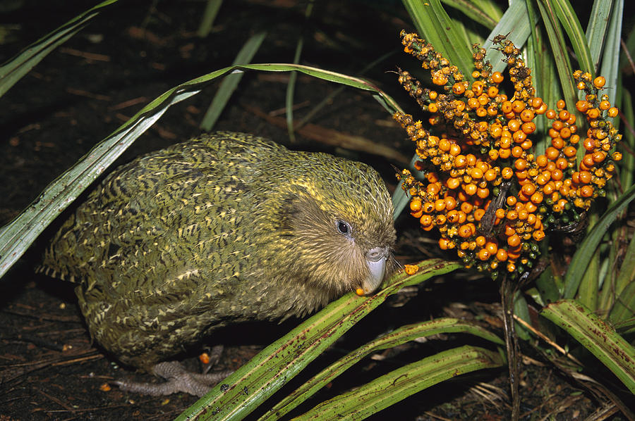 Kakapo Flightless Feeding On Astelia Photograph by Tui De Roy