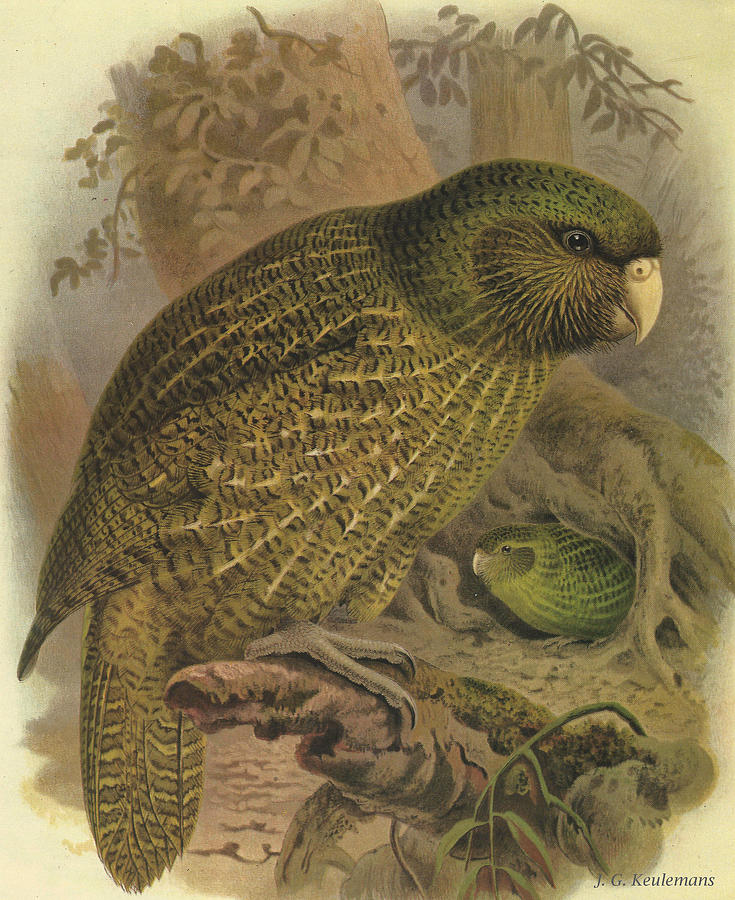 Kakapo Painting by Dreyer Wildlife Print Collections 