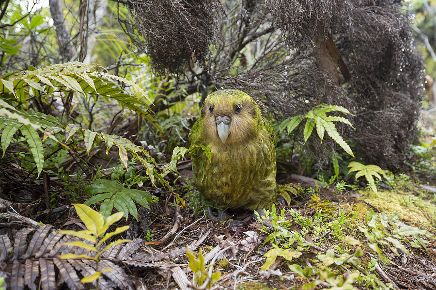 Kakapo Male In Forest Codfish Island Photograph by Tui De Roy