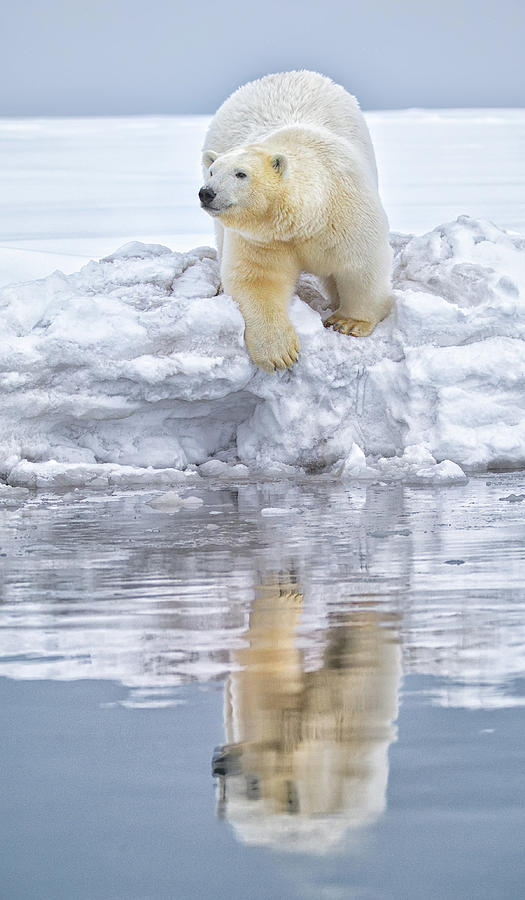 Kaktovic Polar Bear Reflection Photograph by Michael J. Cohen, Photographer