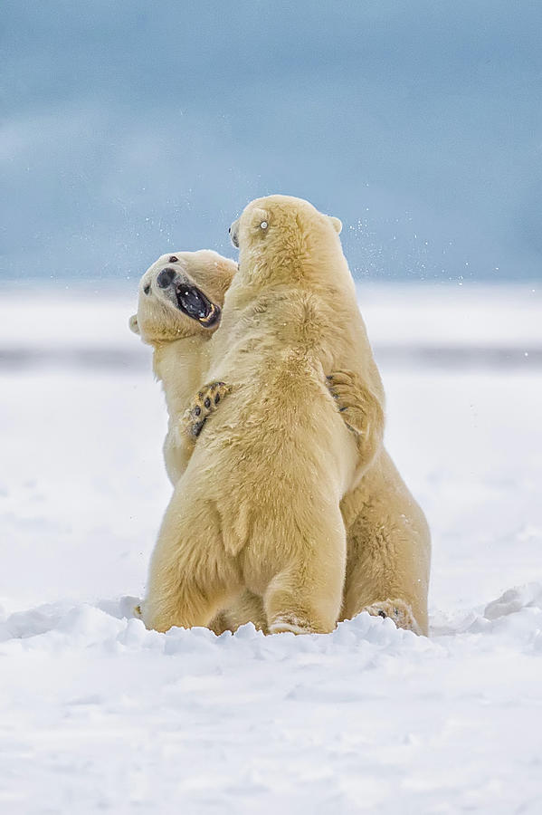 Kaktovic Polar Bears Playing Photograph by Michael J. Cohen, Photographer