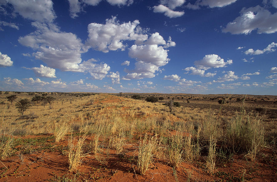 Kalahari Desert Scene Photograph by Nigel Dennis