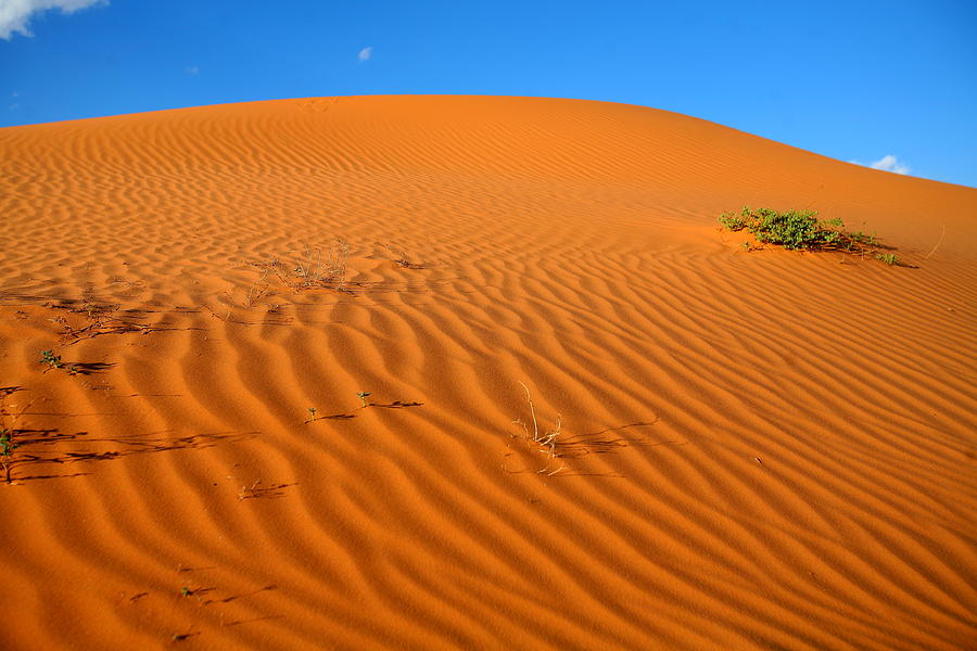 Kalahari Dune Photograph by Bruce J Robinson