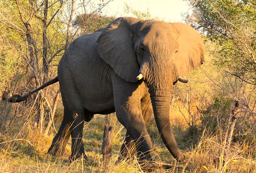 Kalahari Elephant Photograph by Amanda Stadther