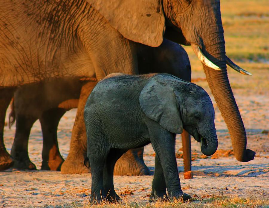 Kalahari Elephants Photograph by Amanda Stadther