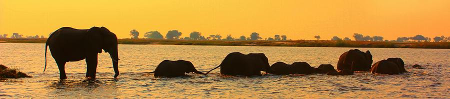Kalahari Elephants Crossing Chobe River Photograph by Amanda Stadther