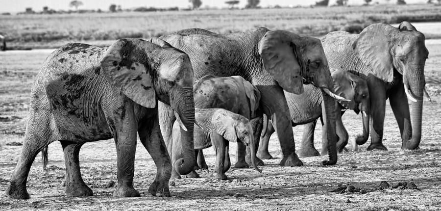 Kalahari Elephants In Black And White Photograph by Amanda Stadther
