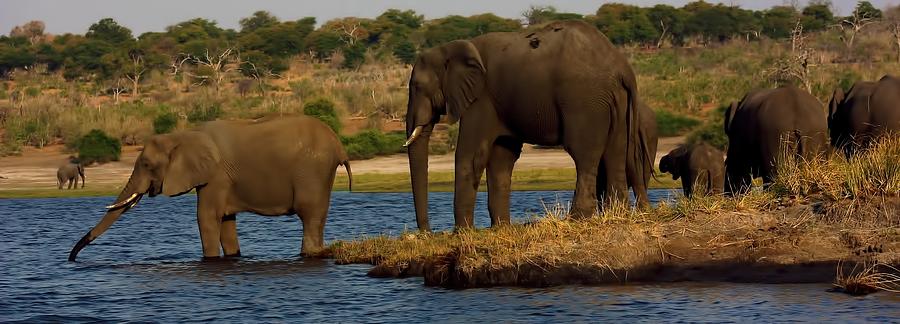 Kalahari Elephants Preparing to Cross Chobe River Photograph by Amanda Stadther