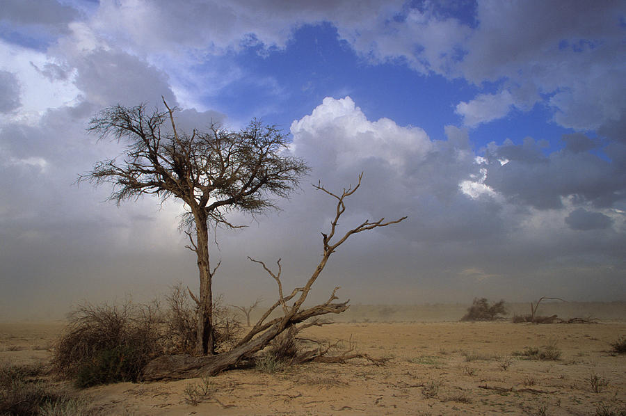 Kalahari Sandstorm Photograph by Nigel Dennis