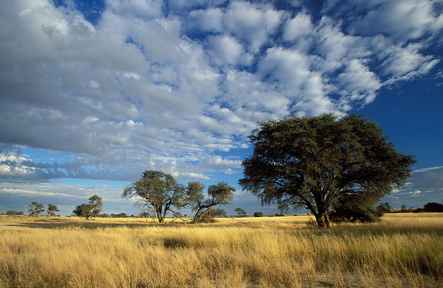 Kalahari Scene Photograph by Nigel Dennis