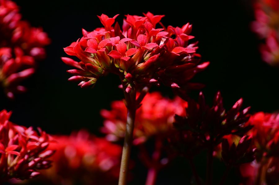 Kalanchoe Blooms Photograph by Debra Martz