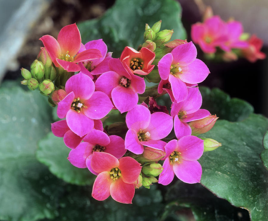 Kalanchoe X Hybridus Flowers Photograph by Andrew Cowin/science Photo ...