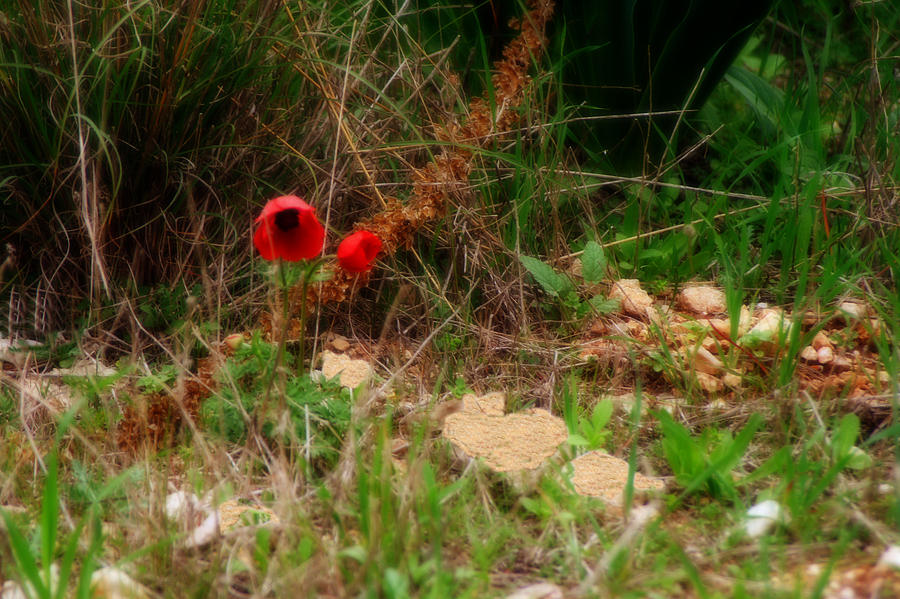 Kalanit Flower- Red Anemone - Series IV Digital Art by Doc Braham