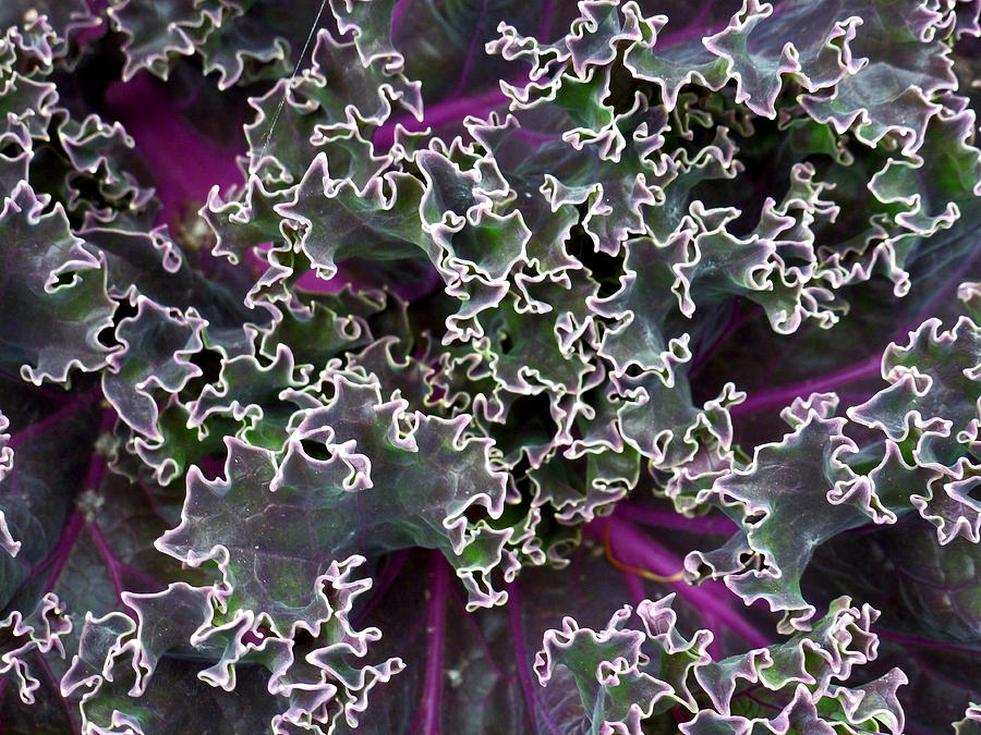 Kale Photograph - Kale Abstract by Christine Burdine