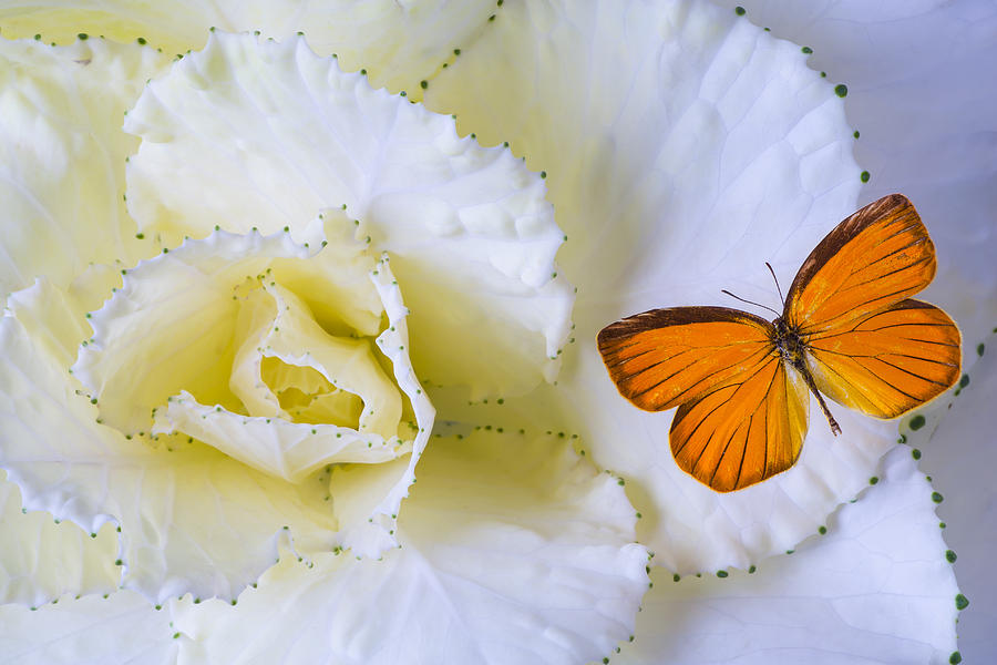 Still Life Photograph - Kale and orange butterfly by Garry Gay