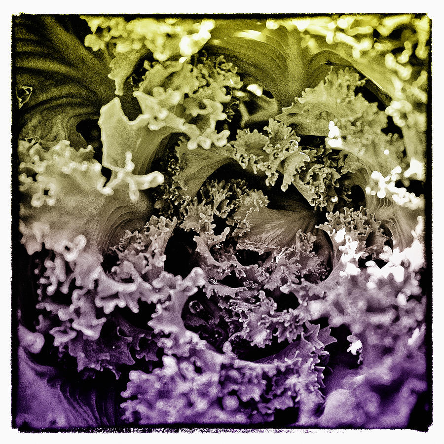 Nature Photograph - Kale Color II by David Patterson