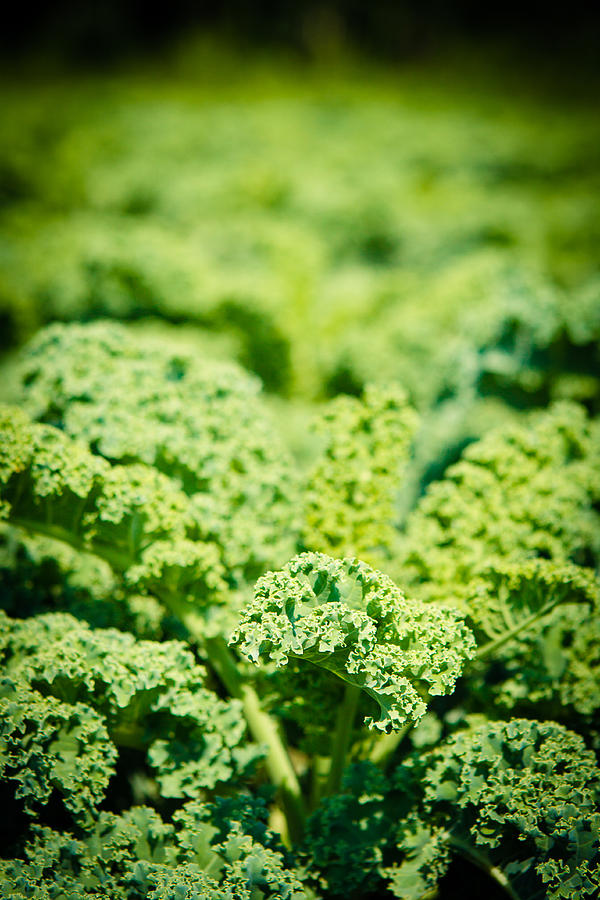 Kale Fields by Mela Luna Kale Fields by Mela Luna