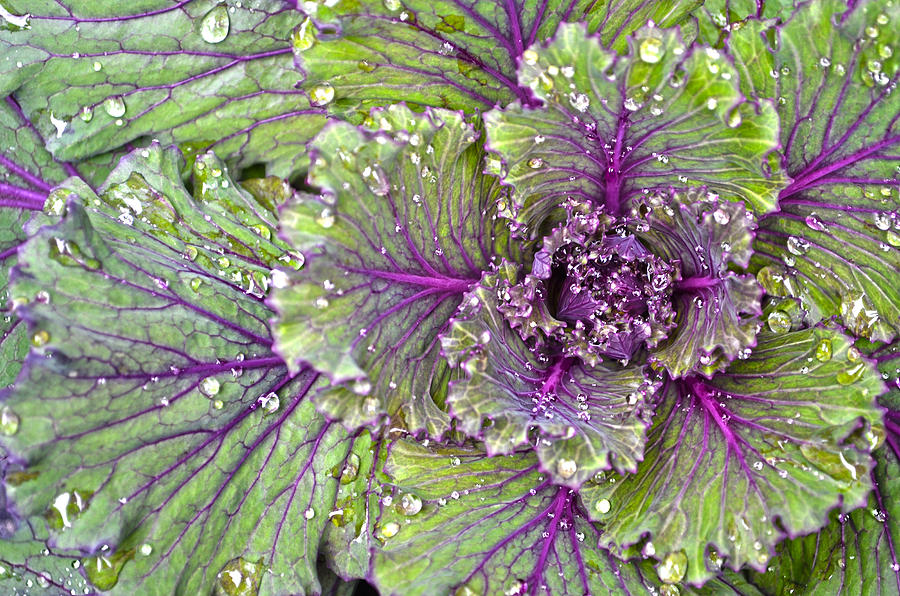 Nature Photograph - Kale Plant In The Rain by Sandi OReilly