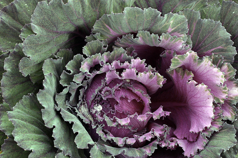 Green Photograph - Kale with water drops by Kevin Snider