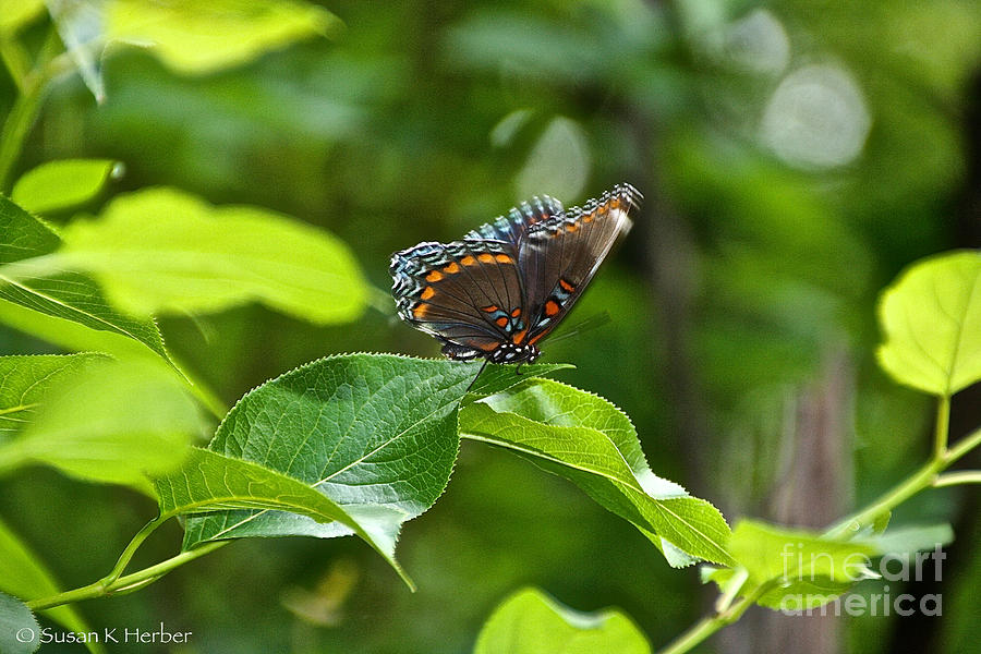 Kaleidoscope Butterfly Photograph by Susan Herber