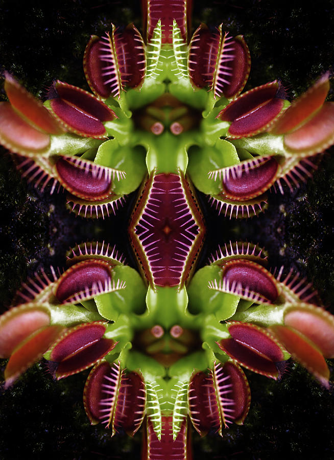 Kaleidoscope Composite Of Venus Flytrap Photograph by Silvia Otte