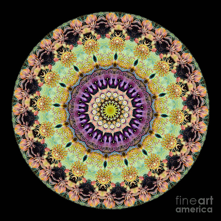 Ernst Haeckel Photograph - Kaleidoscope Ernst Haeckl Inspired Sea Life Series by Amy Cicconi