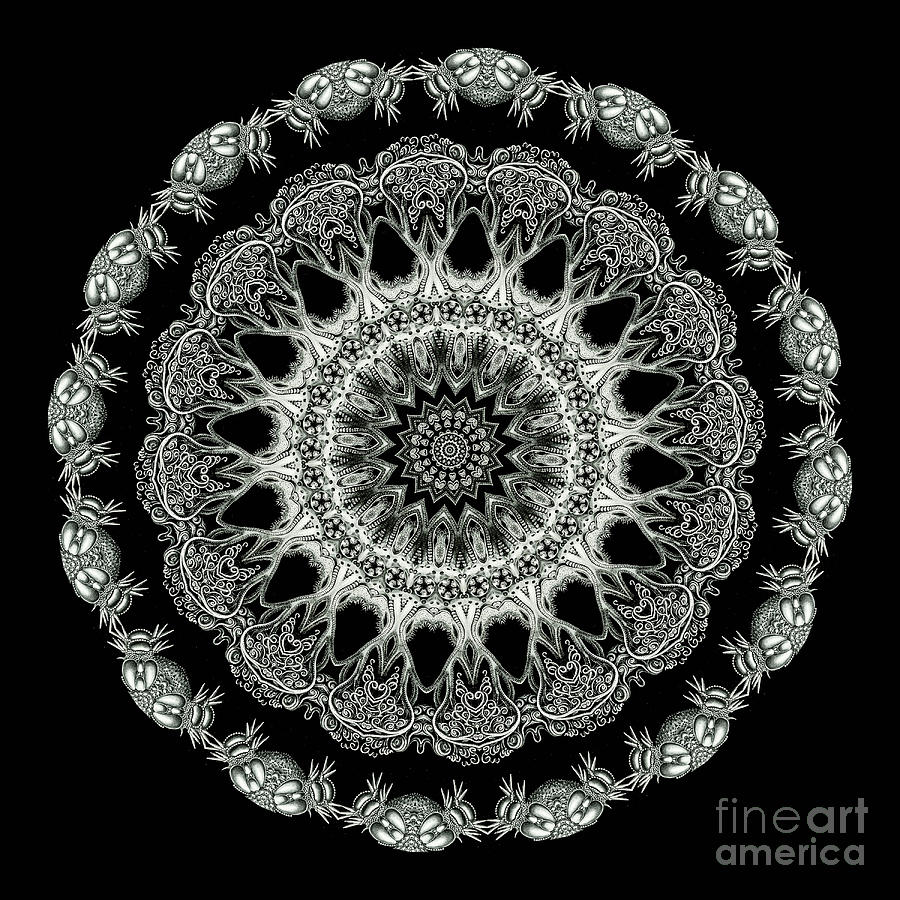Ernst Haeckel Photograph - Kaleidoscope Ernst Haeckl Sea Life Series Black and White Set 2 by Amy Cicconi