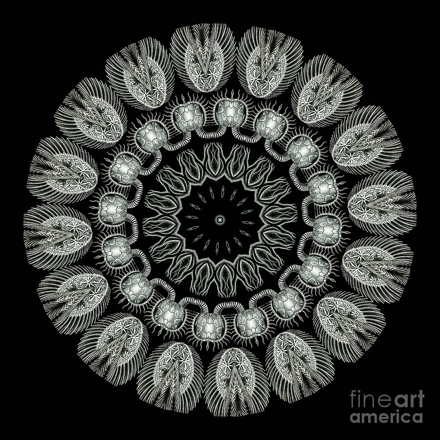 Ernst Haeckel Photograph - Kaleidoscope Ernst Haeckl Sea Life Series Black and White Set On by Amy Cicconi