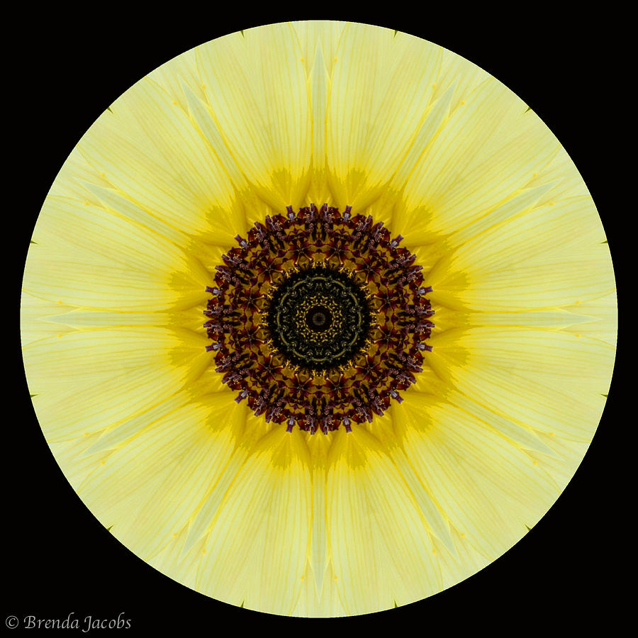 Kaleidoscope Image of an Italian Sunflower Photograph by Brenda Jacobs