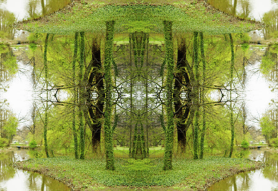 Kaleidoscope Ivy Trees Photograph by Silvia Otte