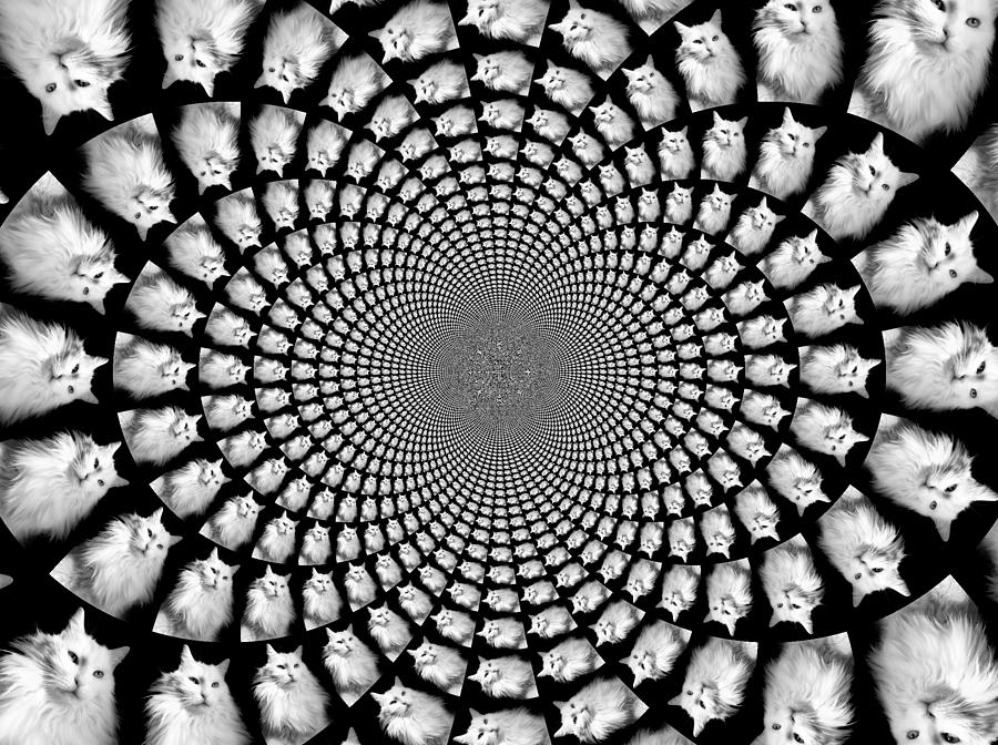 Cat Photograph - Kaleidoscope Kitteh Turkish Angora Horizontal by Aurelio Zucco