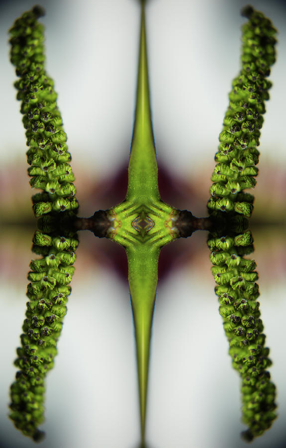 Kaleidoscope Of Walnut Fruit And Stem Photograph by Silvia Otte