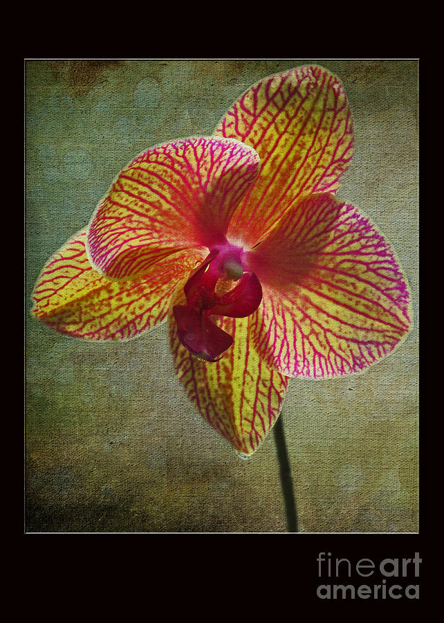 Kaleidoscope Orchid Card Photograph by Dawn Gari