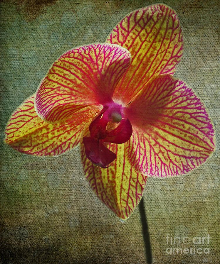 Kaleidoscope Orchid Photograph by Dawn Gari