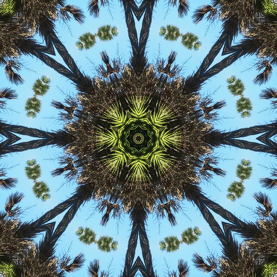 Abstract Photograph - Kaleidoscope Palms by Cathy Lindsey