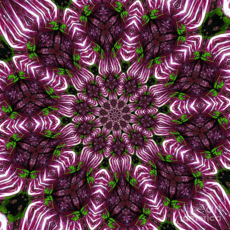 Abstract Photograph - Kaleidoscope Raddichio Lettuce by Amy Cicconi