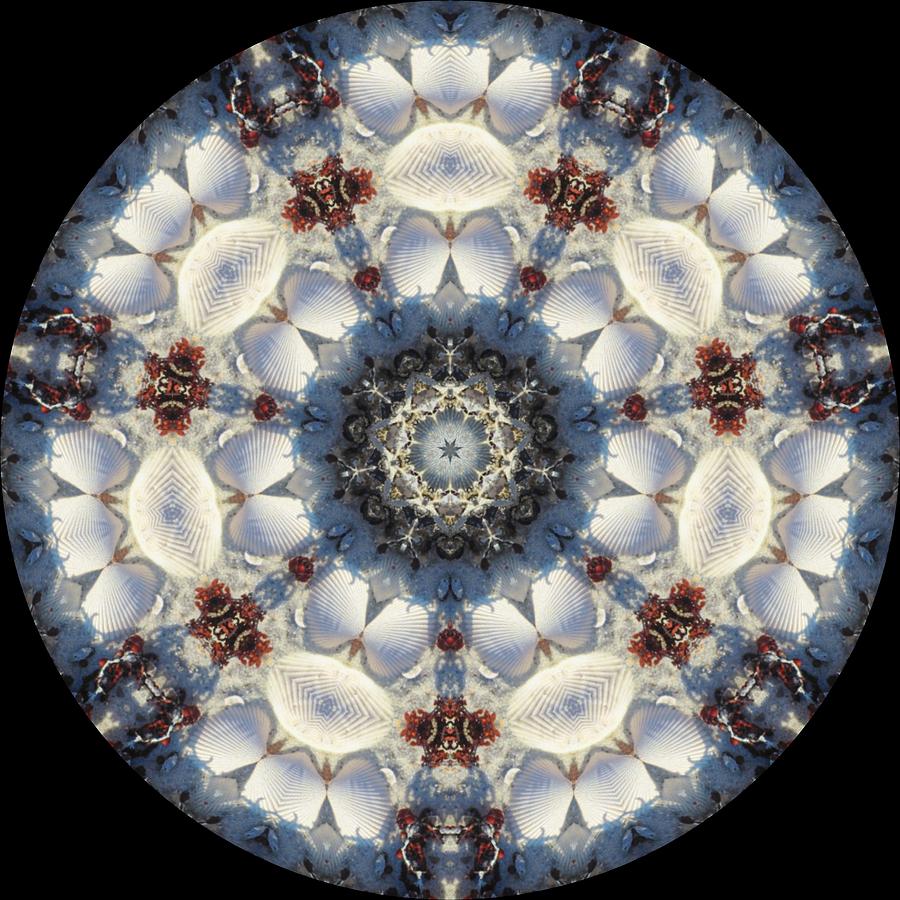 Abstract Photograph - Kaleidoscope Seashells by Cathy Lindsey