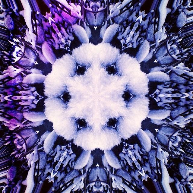 Abstract Photograph - Kaleidoscope Snow From My Digital Photo by Anna Porter