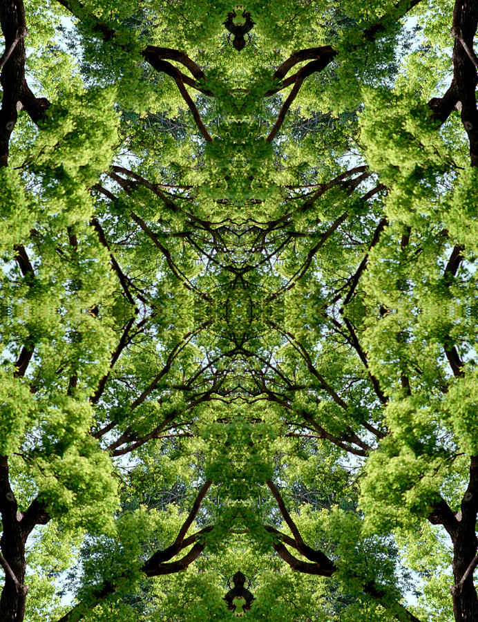 Kaleidoscope - Trees 1-1 Photograph by Andy Shomock