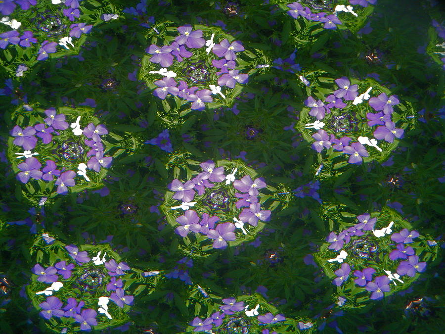 Kaleidoscope Violets Photograph