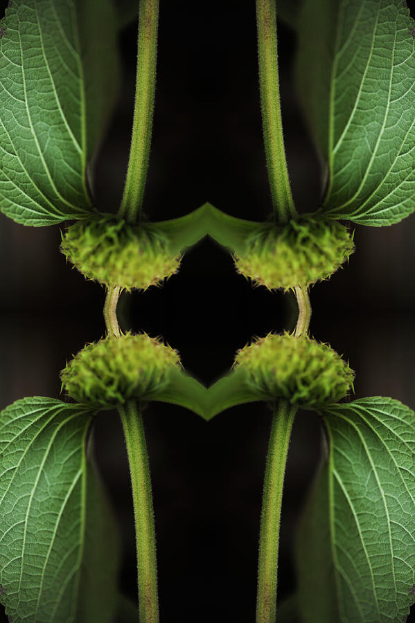 Kaleidoscopic Composite Of Green Leaved Photograph by Silvia Otte Kaleidoscopic Composite Of Green Leaved Photograph by Silvia Otte