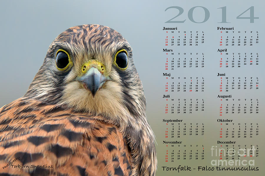 Kalender 2014 Tornfalk Photograph by Torbjorn Swenelius