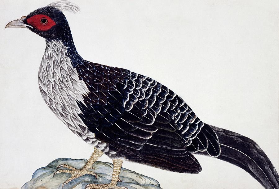 Kalij Pheasant Photograph by Natural History Museum, London/science Photo Library