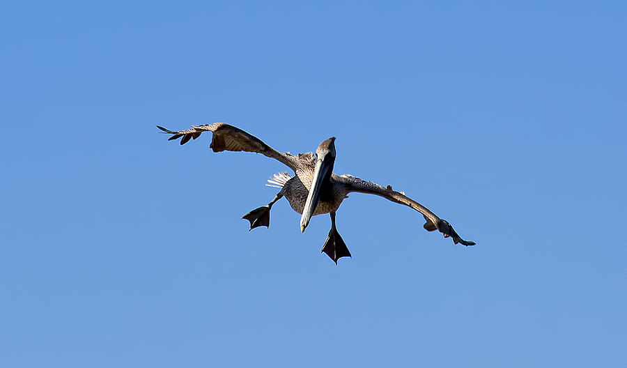 Kamikaze Pelican Photograph by Kenneth Albin