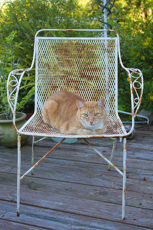 Cat Photograph - Kamo Kat Orange Tabby by Rich Franco