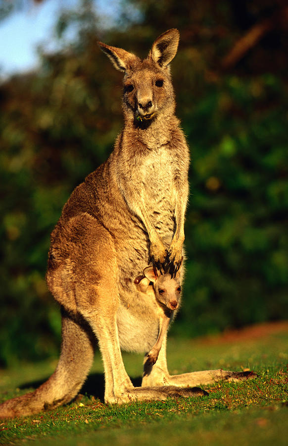 Kangaroo And Joey Photograph by John W Banagan