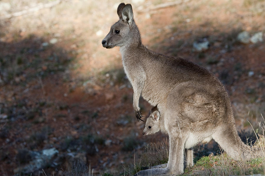 Kangaroo Photograph - Kangaroo and joey by Steven Ralser