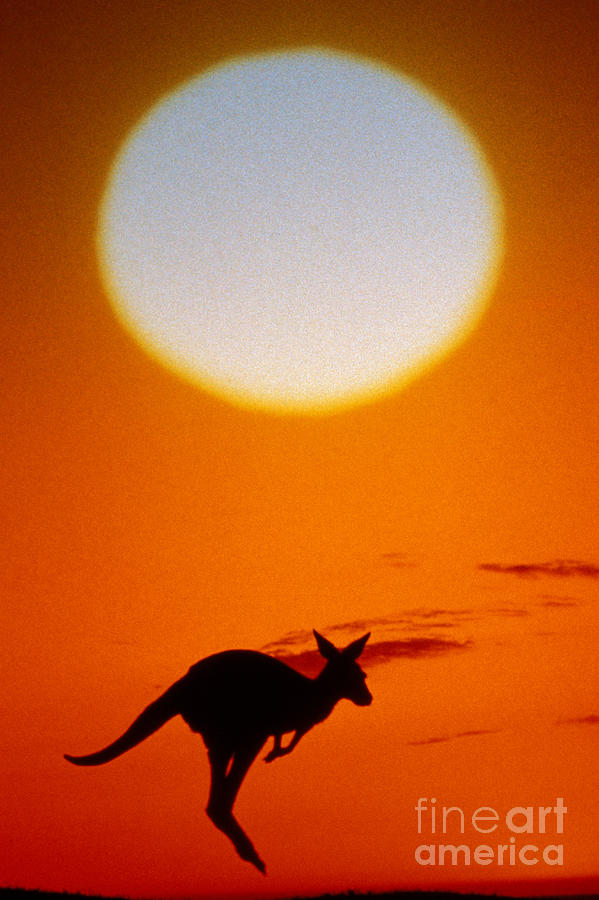 Kangaroo At Sunset Photograph by Mark Newman